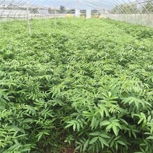 四川藤椒苗批发基地,藤椒苗种植管理技术图片
