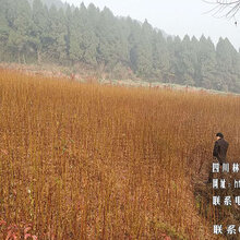 四川李子苗,四川李子苗批发,四川李子苗基地,四川李子苗价格图片