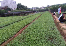 四川营养杯嫁接无刺花椒苗基地，无刺花椒苗，花椒苗基地图片5