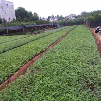 贵州种植花椒苗与嫁接藤椒苗各自的优势在哪里？