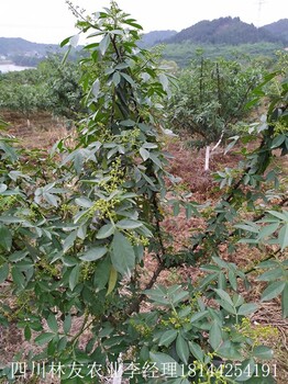 四川营养杯嫁接无刺花椒苗基地，无刺花椒苗，花椒苗基地