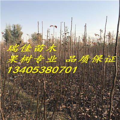 2018年新品種草莓苗什么價(jià)