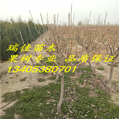 湖南新世紀(jì)黃桃現(xiàn)挖苗多少錢一棵