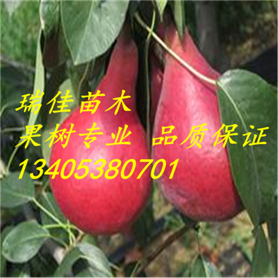 2018年新品種草莓苗什么價(jià)