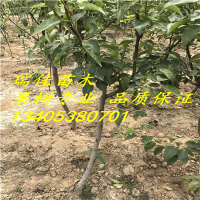 2018年草莓基質(zhì)苗什么價(jià)
