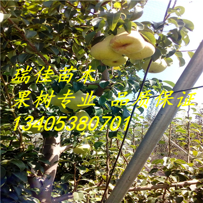 什么成语带蟠_成语故事简笔画(3)