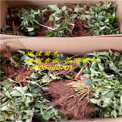 2018年美香莎草莓苗多少錢一棵