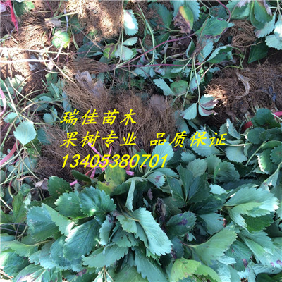2018年美香莎草莓苗多少錢一棵