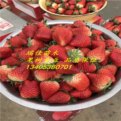 2018年美香莎草莓苗多少錢一棵