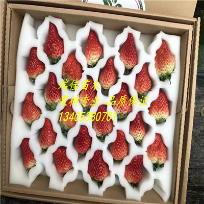 明寶草莓苗價(jià)格是多少