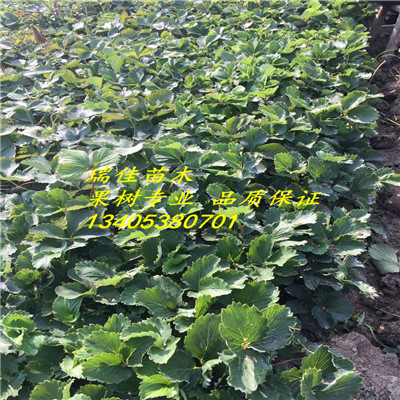 2018年美香莎草莓苗多少錢一棵