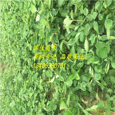 明寶草莓苗價(jià)格是多少