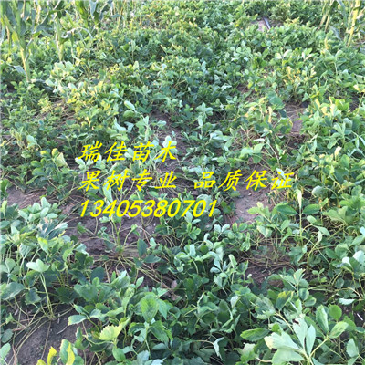 明寶草莓苗價(jià)格是多少