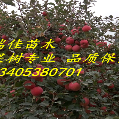 矮化紅肉蘋果苗怎么賣