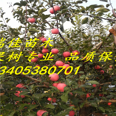 藤木1號蘋果苗什么時間可以種