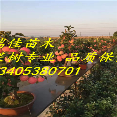 華瑞蘋果嗎怎么賣