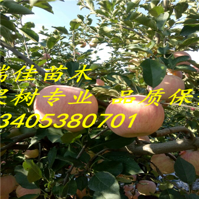 華瑞蘋果嗎怎么賣