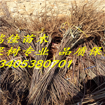 黃元帥蘋果苗出售基地電話