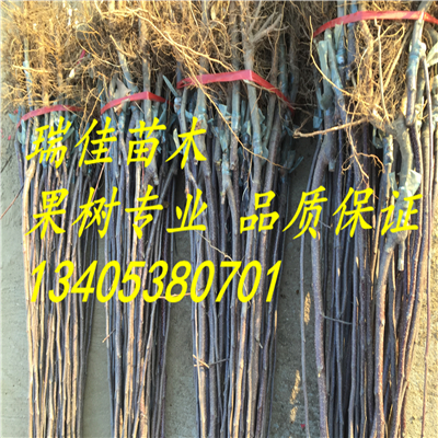 黃元帥蘋果苗出售基地電話