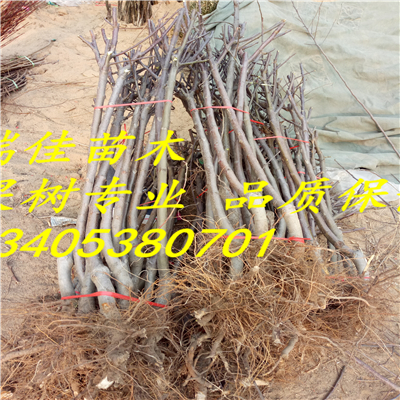 藤木1號蘋果苗什么時間可以種