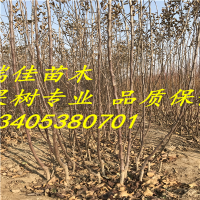 矮化紅肉蘋果苗怎么賣