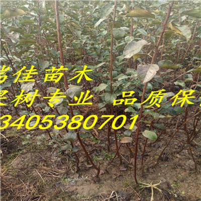 黃元帥蘋果苗出售基地電話