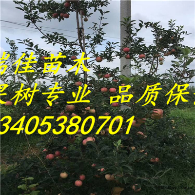 矮化华瑞苹果吗种植怎么样