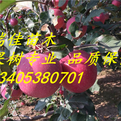 矮化紅肉蘋果苗怎么賣