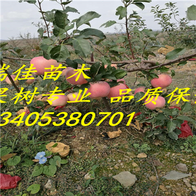 黃元帥蘋果苗出售基地電話