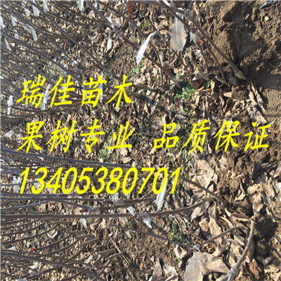 兩公分紅富士蘋(píng)果苗什么時(shí)間可以種