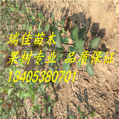 矮化华瑞苹果吗种植怎么样