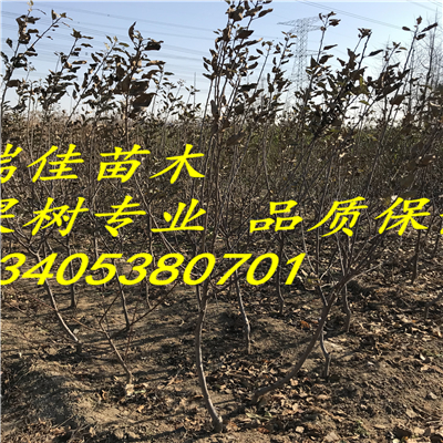 圣女紅蘋果苗品種怎么樣