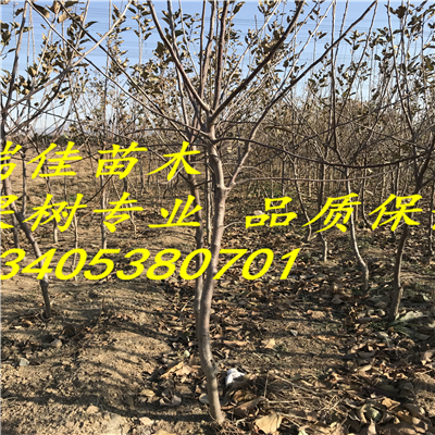 兩公分紅富士蘋(píng)果苗什么時(shí)間可以種