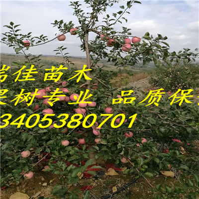 矮化紅肉蘋果苗怎么賣
