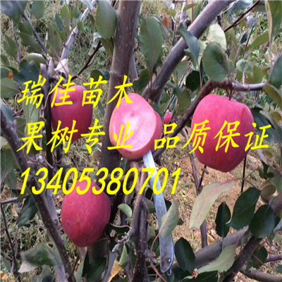 華瑞蘋果嗎怎么賣