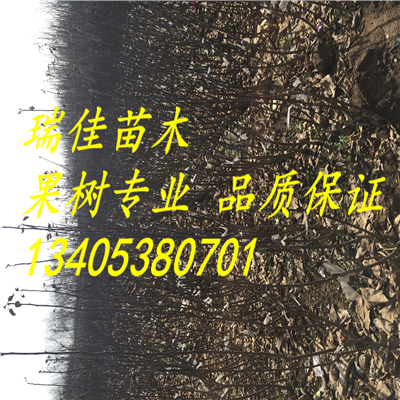 圣女紅蘋果苗品種怎么樣