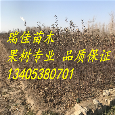 華瑞蘋果嗎怎么賣