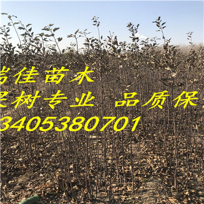 華瑞蘋果嗎怎么賣