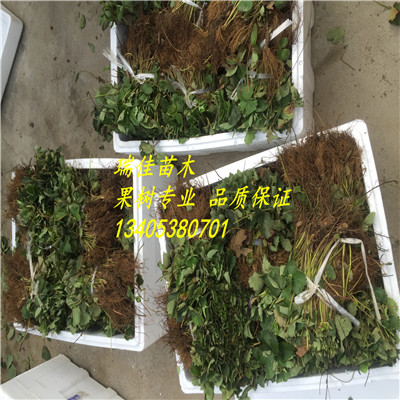 草莓種苗多少錢一棵草莓種苗什么價