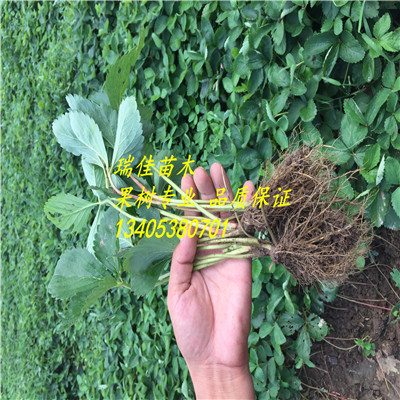 脫毒石莓七號(hào)草莓苗價(jià)格是多少