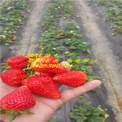 脫毒石莓七號(hào)草莓苗價(jià)格是多少