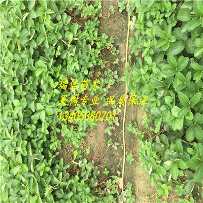 塞娃草莓苗出售基地電話塞娃草莓苗哪里便宜