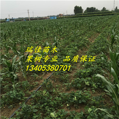 雪蜜草莓苗現(xiàn)挖苗多少錢一棵