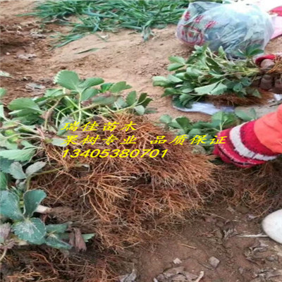 草莓種苗多少錢一棵草莓種苗什么價