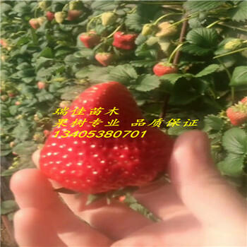 童子一號(hào)草莓苗價(jià)格童子一號(hào)草莓苗哪里便宜