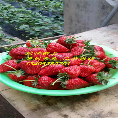 脫毒石莓七號(hào)草莓苗價(jià)格是多少