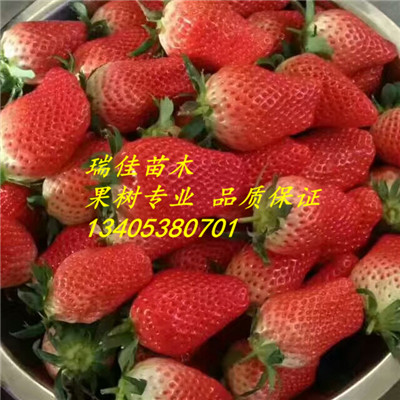 塞娃草莓苗出售基地電話塞娃草莓苗哪里便宜