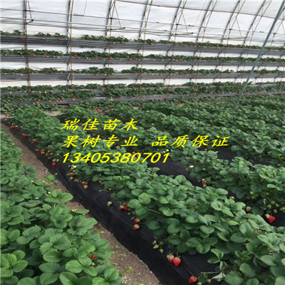 塞娃草莓苗出售基地電話塞娃草莓苗哪里便宜