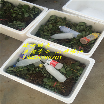 草莓品種苗價格黔莓2號草莓苗報價多少