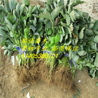 草莓品種苗價格寧豐草莓苗種植表現(xiàn)怎么樣